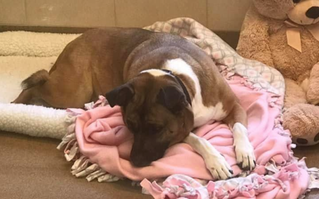 Shelter Dog Has Been Waiting For A Home For Almost Two Years