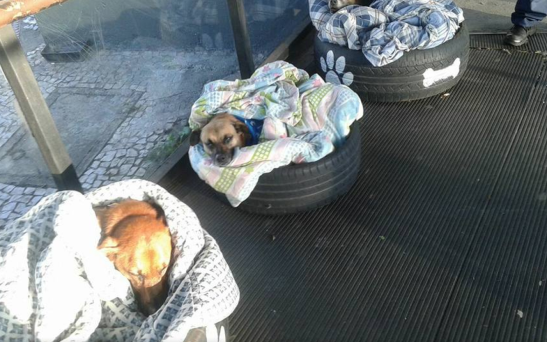 Bus Station Opens Doors to Homeless Dogs