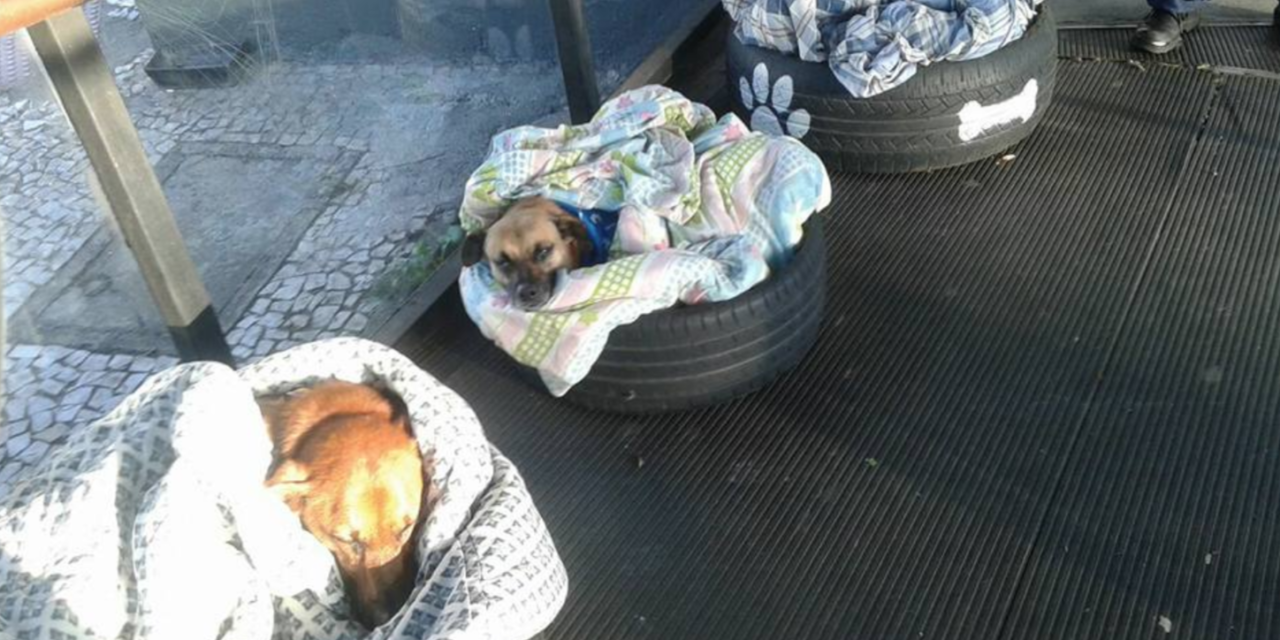 Bus Station Opens Doors to Homeless Dogs