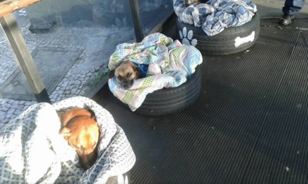 Bus Station Opens Doors to Homeless Dogs