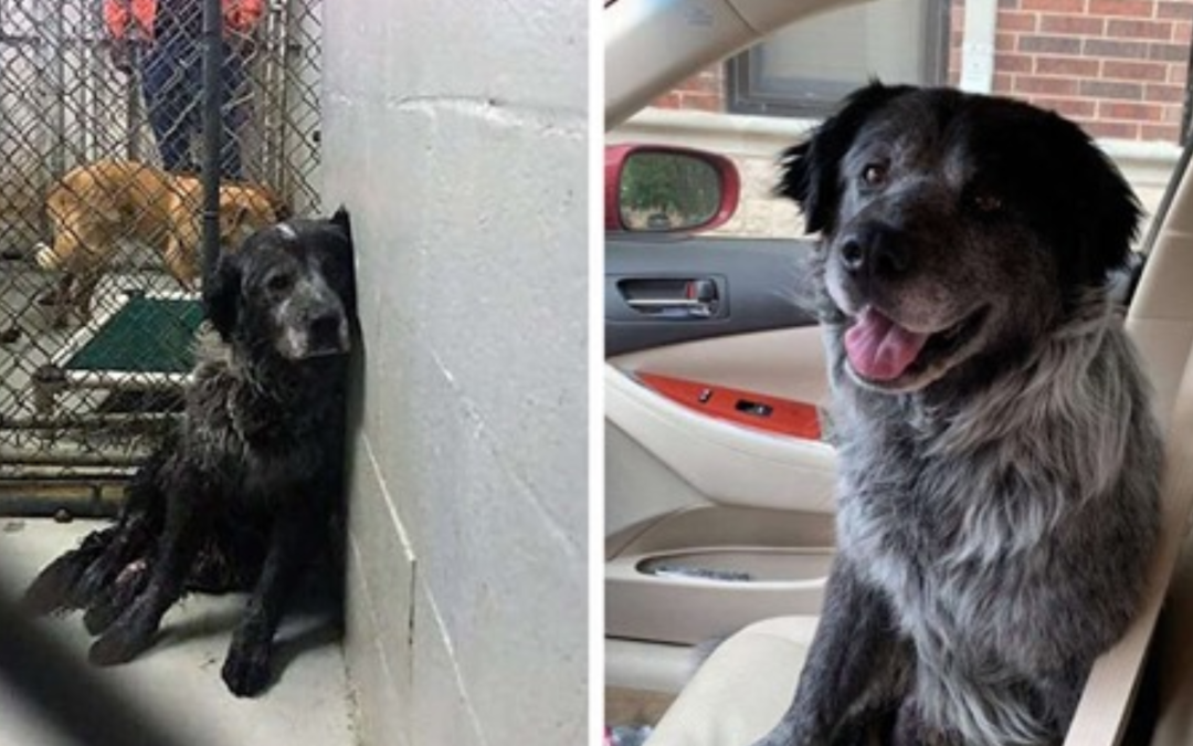 From a ‘Broken’ Dog To One That Can’t Stop Smiling