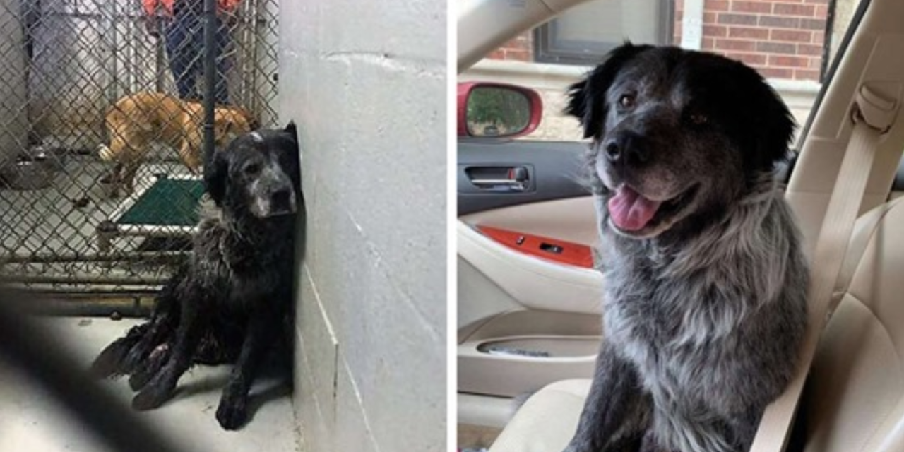 From a ‘Broken’ Dog To One That Can’t Stop Smiling