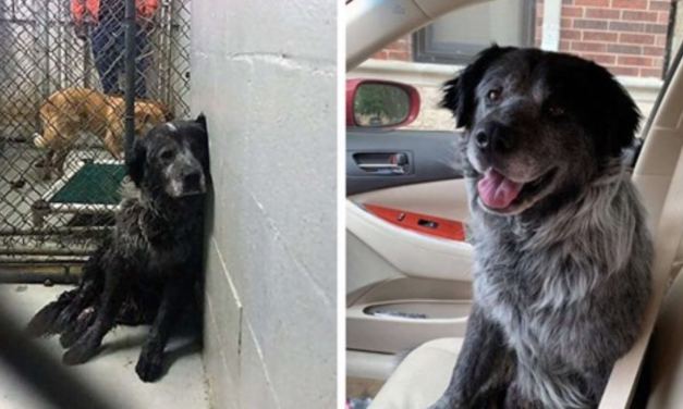 From a ‘Broken’ Dog To One That Can’t Stop Smiling