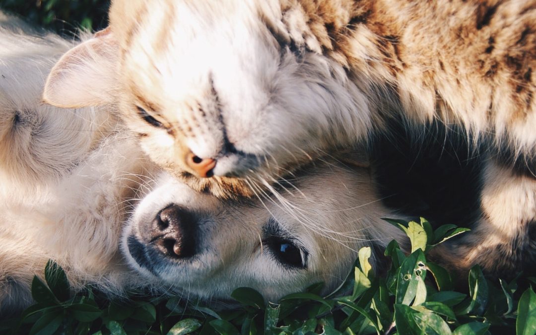 Vets Share 8 Signs Your Pet Is Stressed And How to Help Them