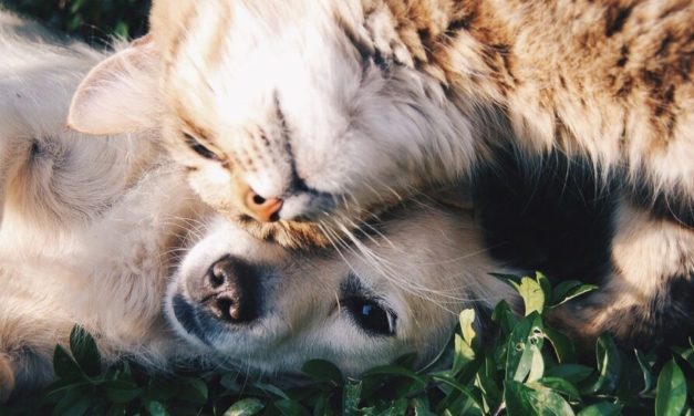 Vets Share 8 Signs Your Pet Is Stressed And How to Help Them