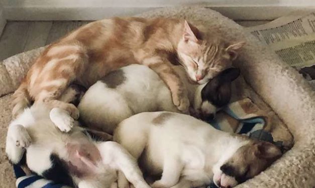 Mom Cat Adopts Orphaned Puppies