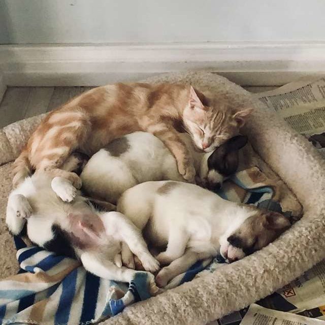 Mom Cat Adopts Orphaned Puppies