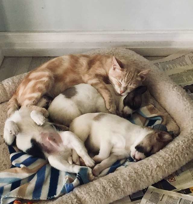 Mom Cat Adopts Orphaned Puppies