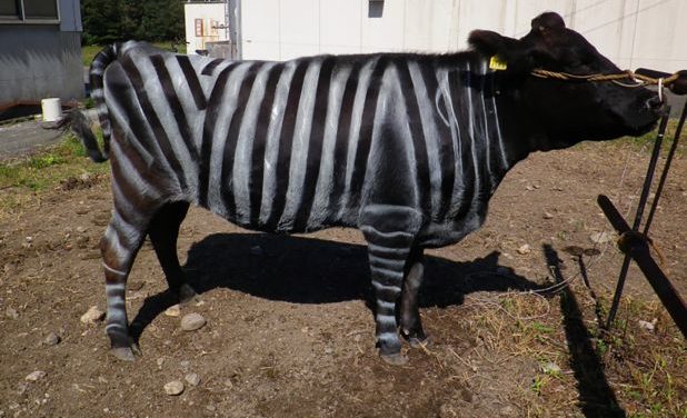 Scientists Claim Painting Cows Like Zebras Has Surprising Benefits