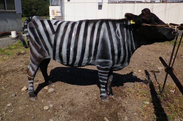 Scientists Claim Painting Cows Like Zebras Has Surprising Benefits
