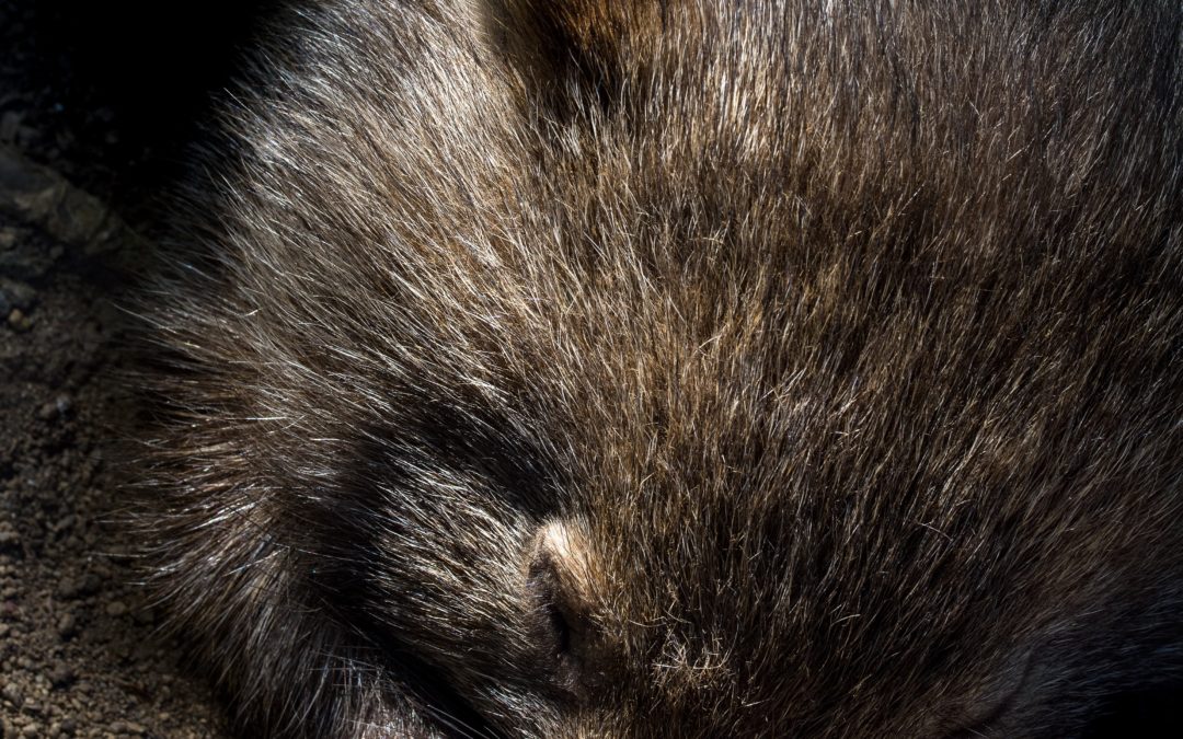 Hungry Wombat Caught Stealing Snacks From Food Bin