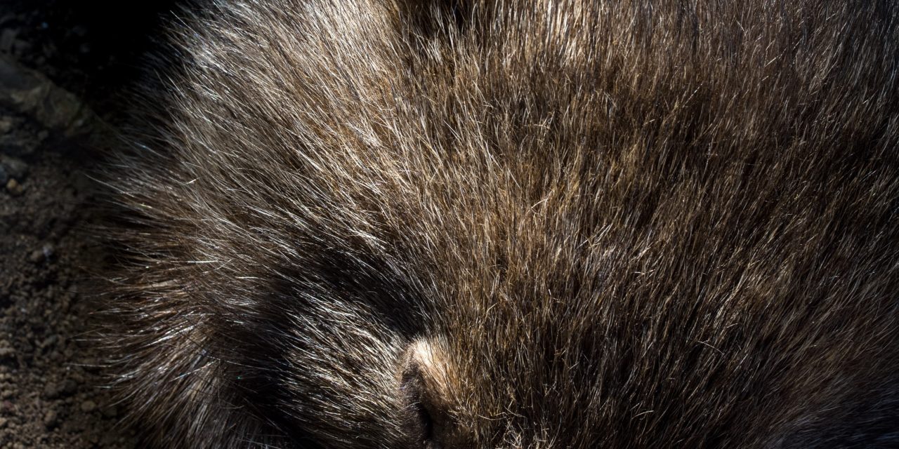 Hungry Wombat Caught Stealing Snacks From Food Bin