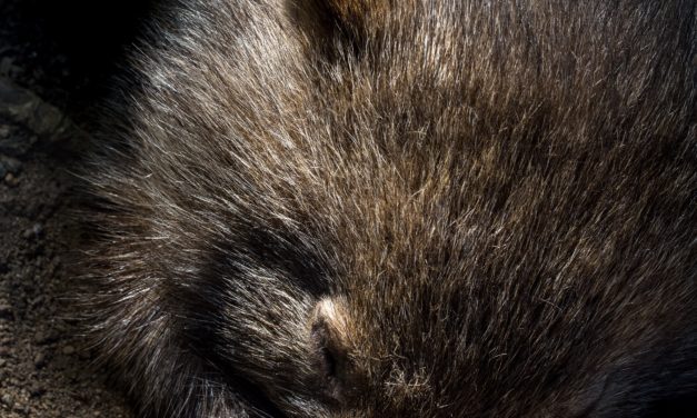 Hungry Wombat Caught Stealing Snacks From Food Bin