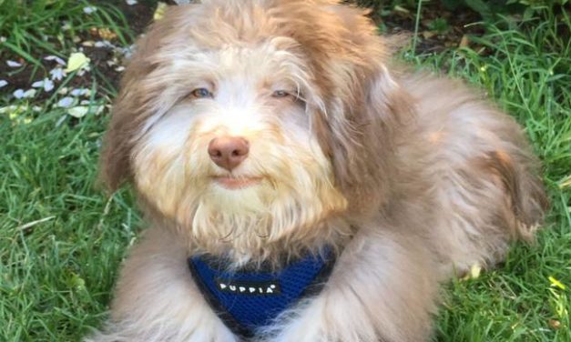 Meet The Cutest Dog With ‘Human Face’
