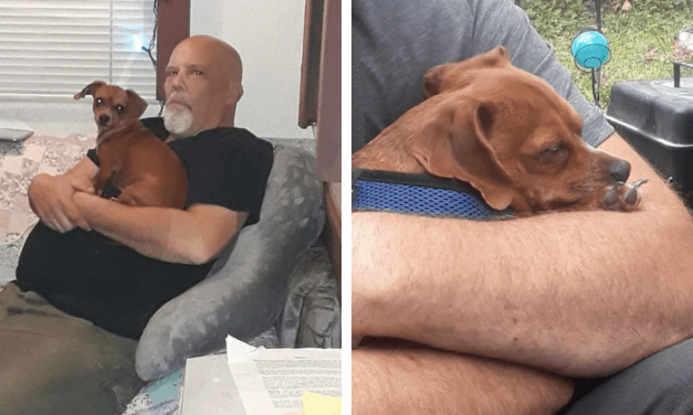 Loyal Dog Refuses To Leave His Sick Owner Until Very End