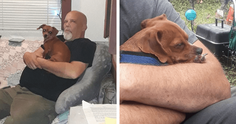 Loyal Dog Refuses To Leave His Sick Owner Until Very End
