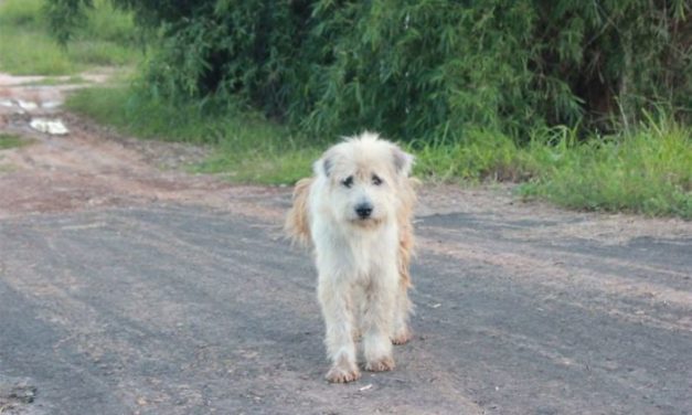 Dog Reunites With Owners After 4 Years