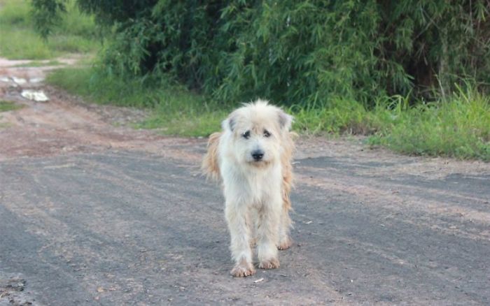 Dog Reunites With Owners After 4 Years