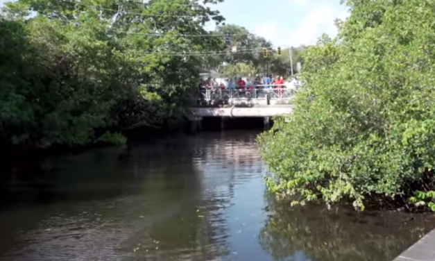 Volunteers Rescued Dolphins Trapped In A Canal in Florida