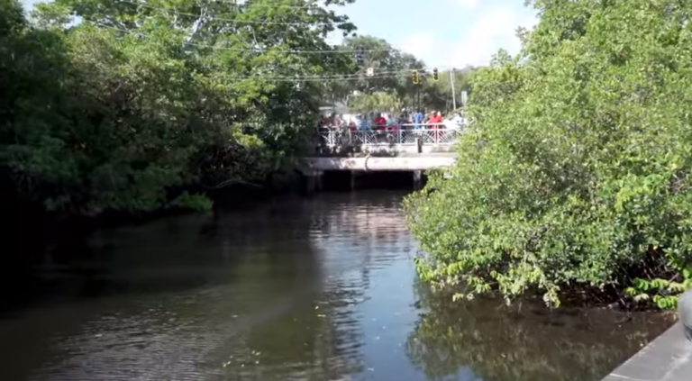 Volunteers Rescued Dolphins Trapped In A Canal in Florida