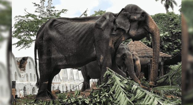 Elephant Dies After He Was Forced To Parade Streets During Festival