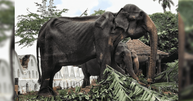 Elephant Dies After He Was Forced To Parade Streets During Festival