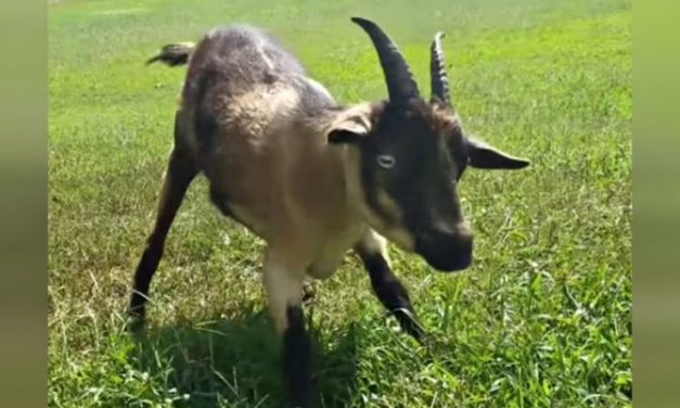 Animal Sanctuary Declines to Give Up on A Goat That Can’t Walk
