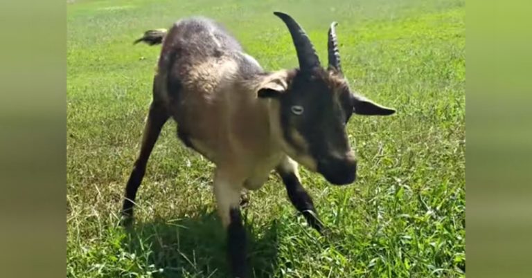 Animal Sanctuary Declines to Give Up on A Goat That Can’t Walk