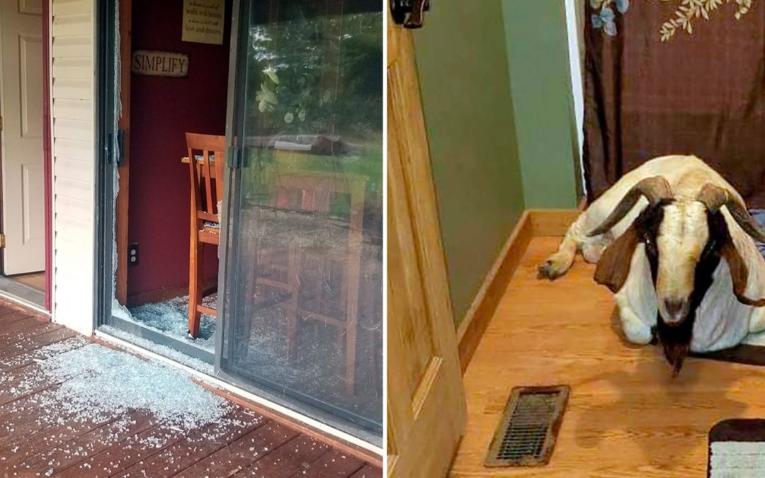 Goat Breaks In A House And Takes A Nap In The Bathroom