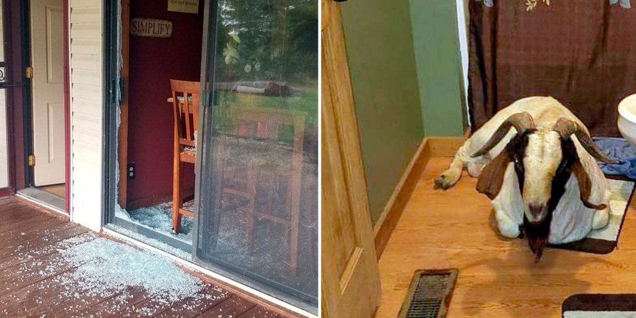 Goat Breaks In A House And Takes A Nap In The Bathroom