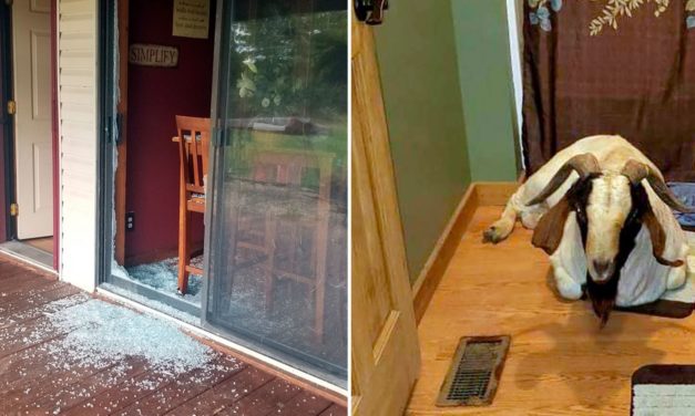 Goat Breaks In A House And Takes A Nap In The Bathroom
