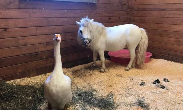 Protective Goose Bonds with Mini-Horse, Won’t Let Anyone Hurt Him