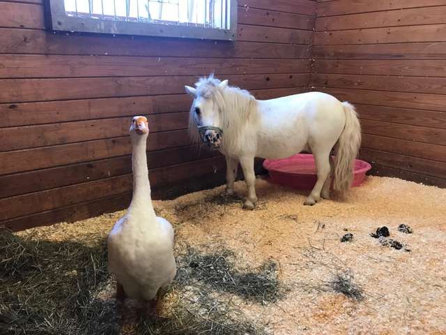 Protective Goose Bonds with Mini-Horse, Won’t Let Anyone Hurt Him