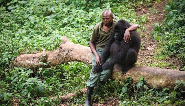 Man Comforts Gorilla Who Lost His Mother