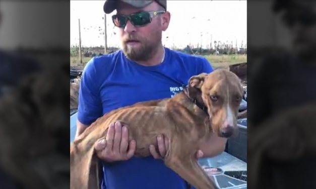 Dog Trapped Under Hurricane Found Alive A Month Later