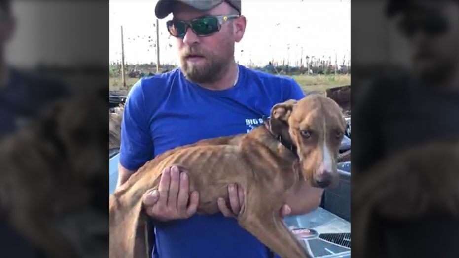 Dog Trapped Under Hurricane Found Alive A Month Later