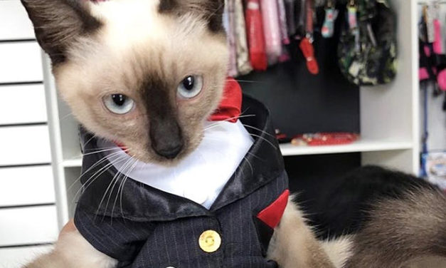 Homeless Cat Was Hired After People Complained About It