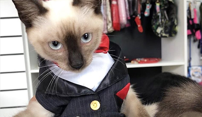 Homeless Cat Was Hired After People Complained About It