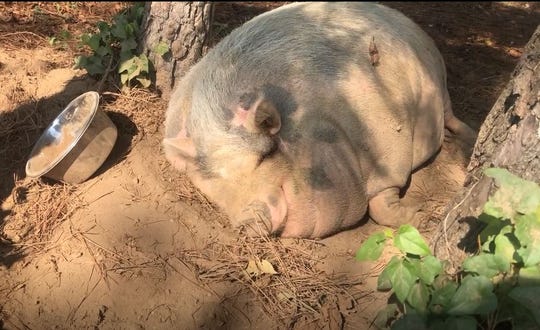 Funny Snoring Pig Relaxes After Sunny Day