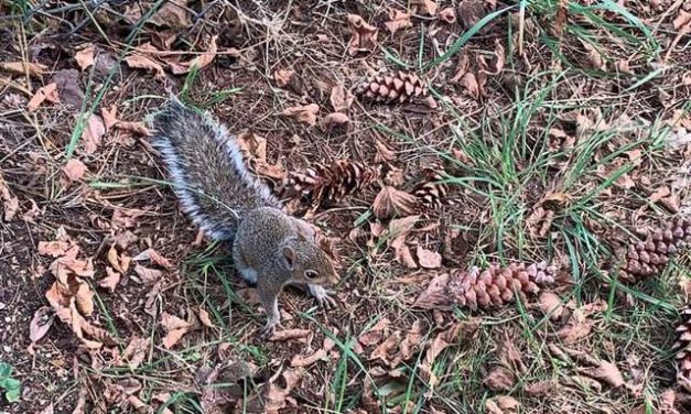 Squirrel Mom Grabs Woman And Leads Her To Her Baby