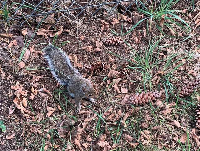 Squirrel Mom Grabs Woman And Leads Her To Her Baby