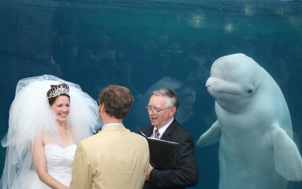 Beluga Whale Attends A Wedding And Upstages The Bride