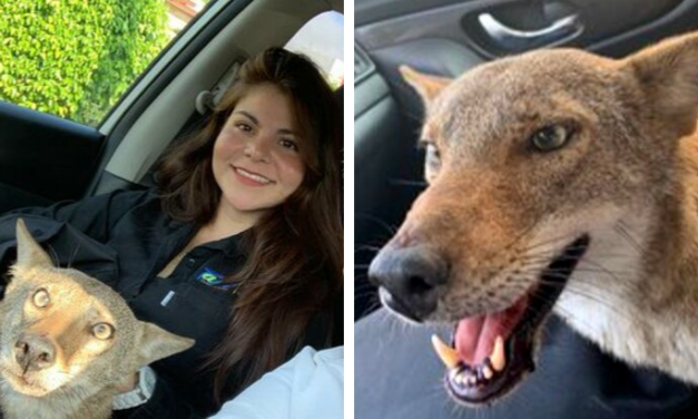 Woman Thought She Rescued Injured Dog, Turns Out It Was Wild Coyote