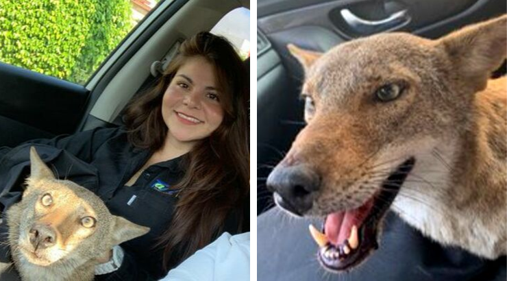 Woman Thought She Rescued Injured Dog, Turns Out It Was Wild Coyote