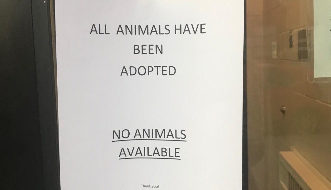 All Pets At Minneapolis Animal Shelter Get Adopted Just In Time For The Holidays