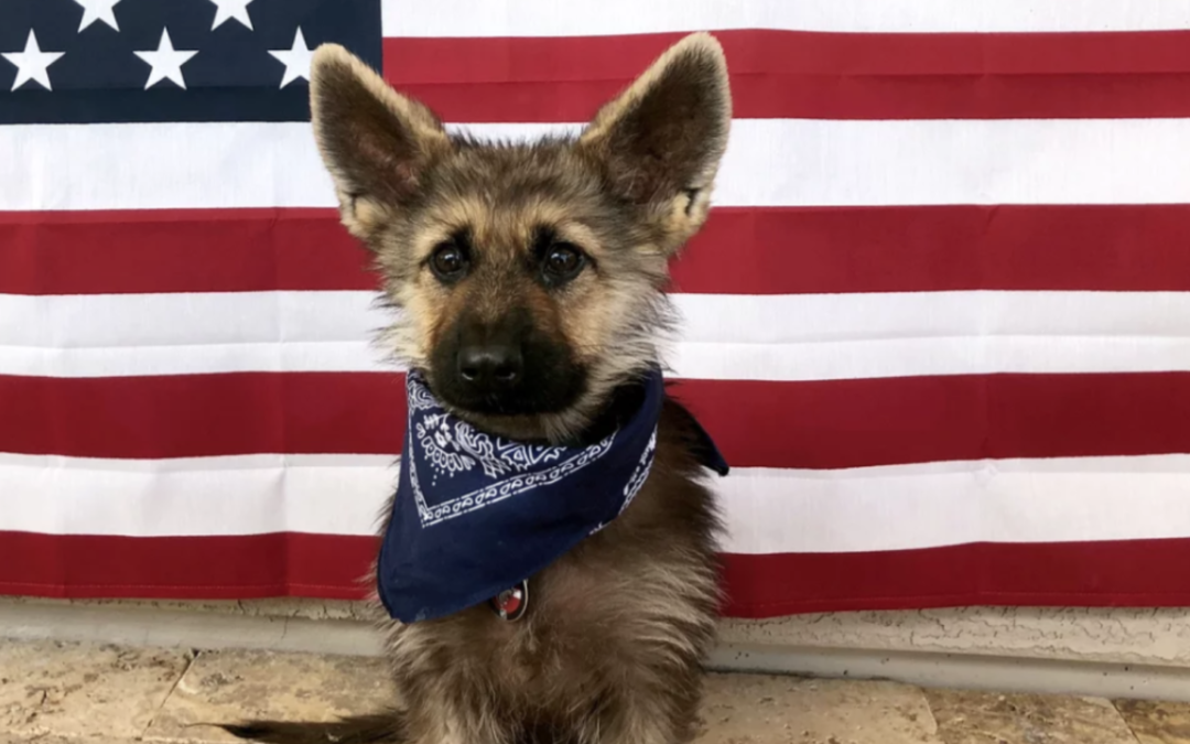 Adorable 2-Year-Old German Shepherd With Dwarfism Will Forever Be A ‘Little Pup’