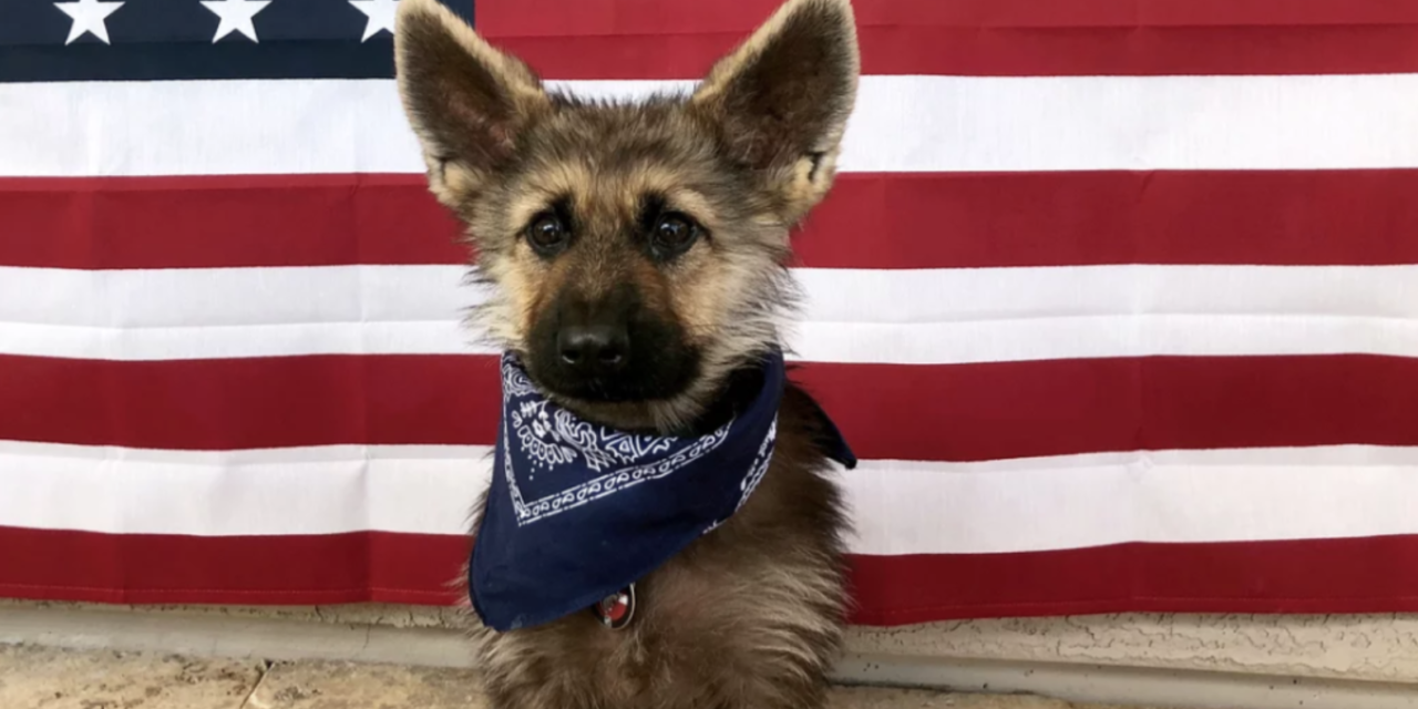 Adorable 2-Year-Old German Shepherd With Dwarfism Will Forever Be A ‘Little Pup’