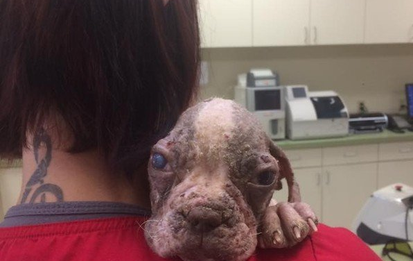 Puppy Barely Clinging To Life On Breeder’s Farm Needed A Miracle To Survive And He Got One