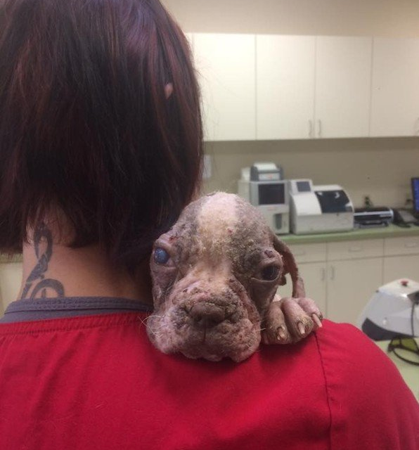Puppy Barely Clinging To Life On Breeder’s Farm Needed A Miracle To Survive And He Got One