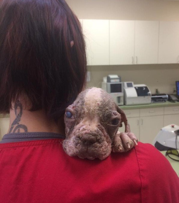 Puppy Barely Clinging To Life On Breeder’s Farm Needed A Miracle To Survive And He Got One